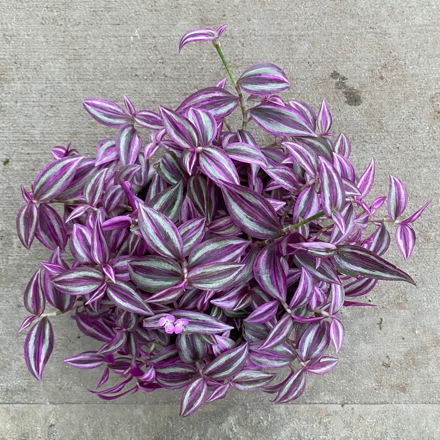 6" tradescantia pink paradise
