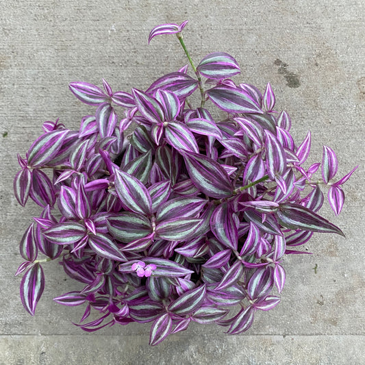 6" tradescantia pink paradise