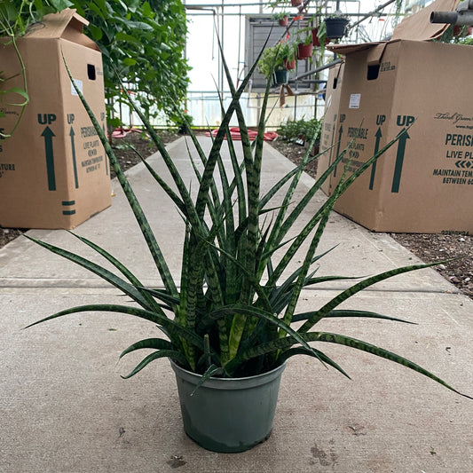 6" sans fernwood mikado