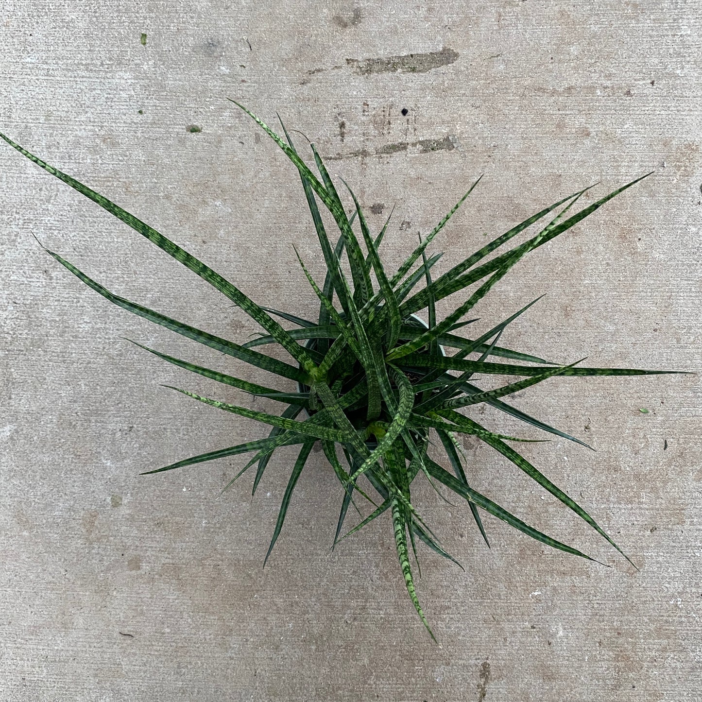 6" sans fernwood mikado