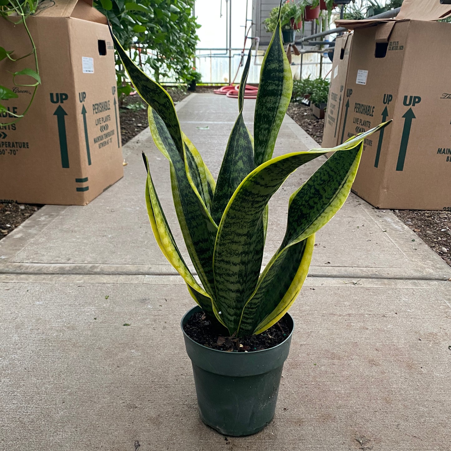 6" sans futura superba