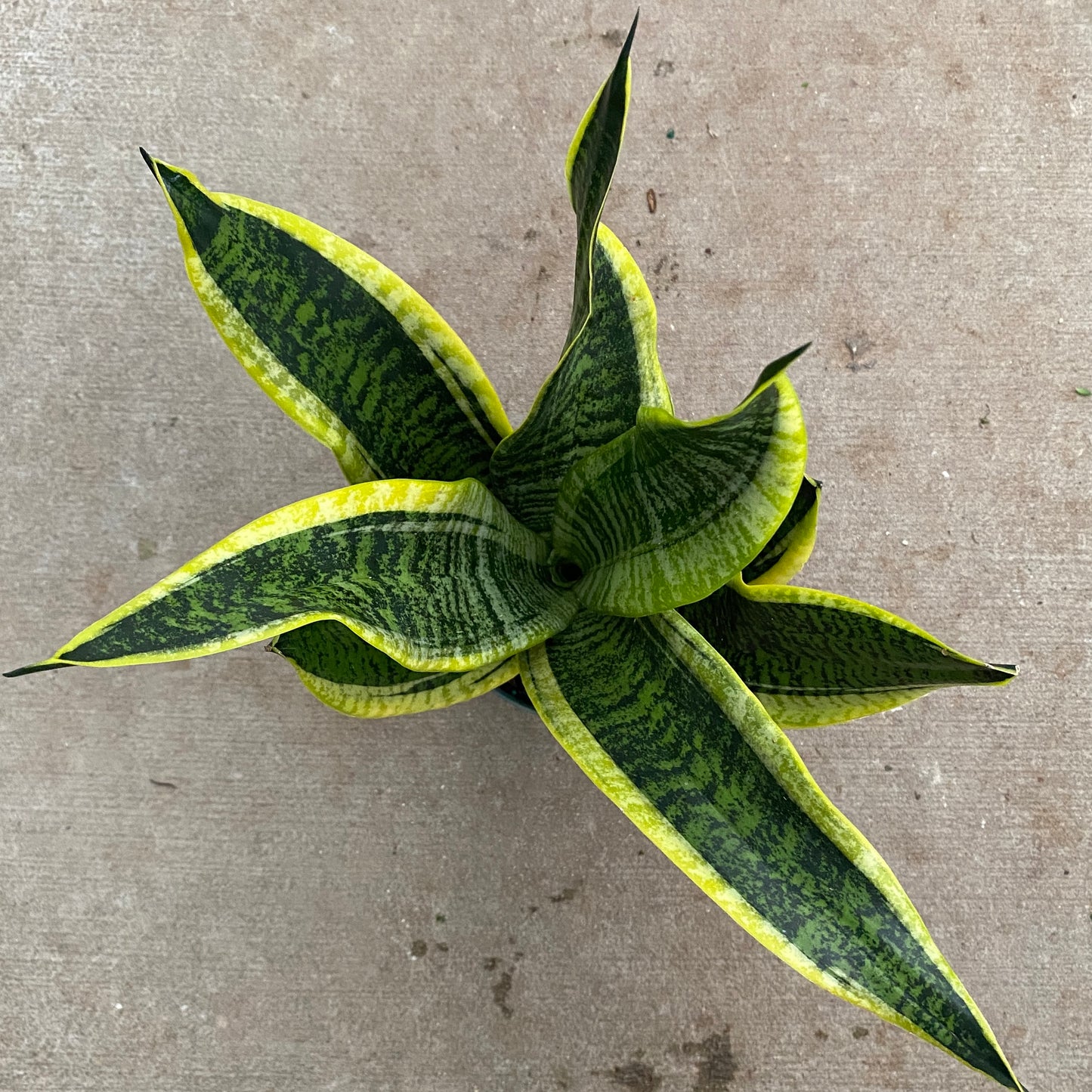 6" sans futura superba