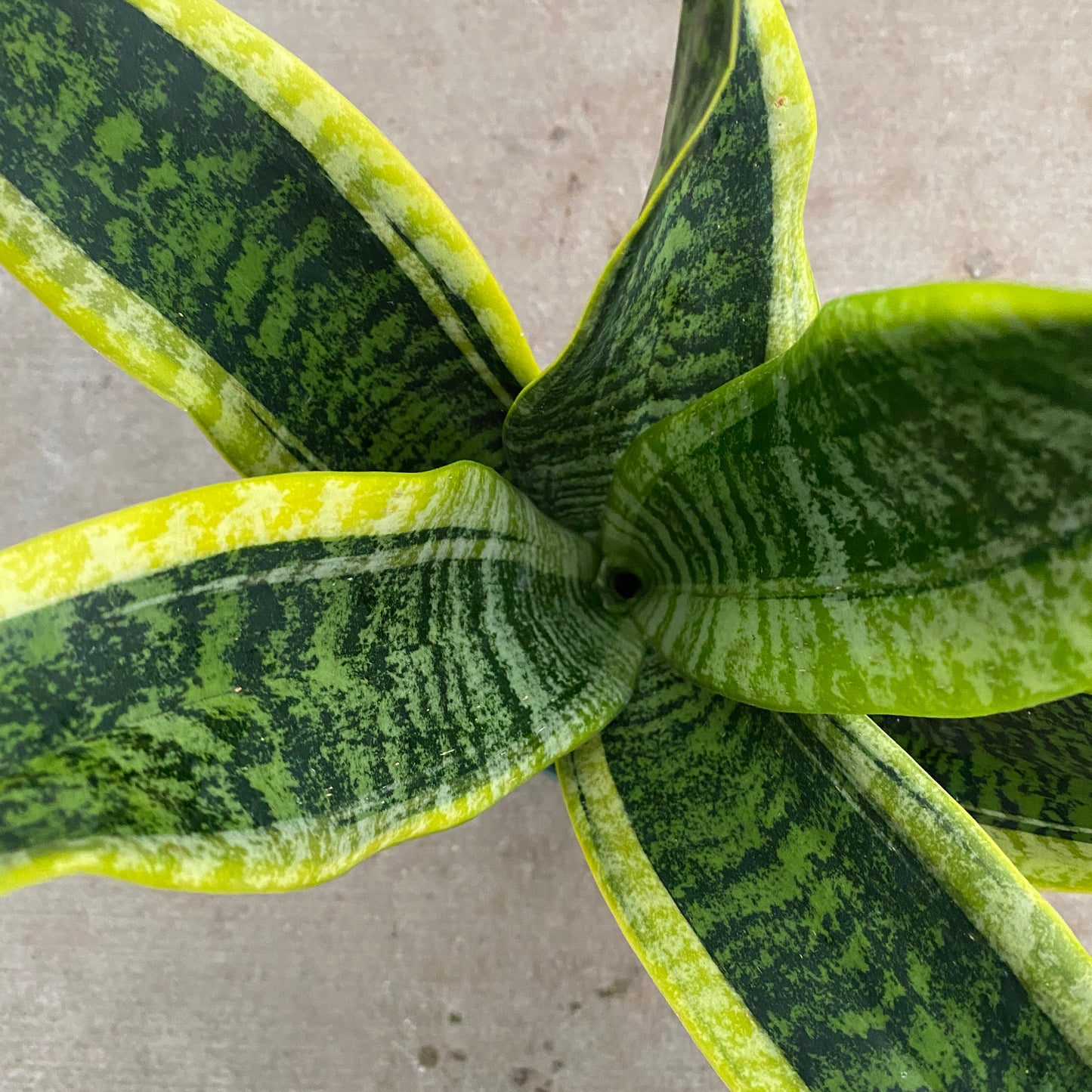 6" sans futura superba