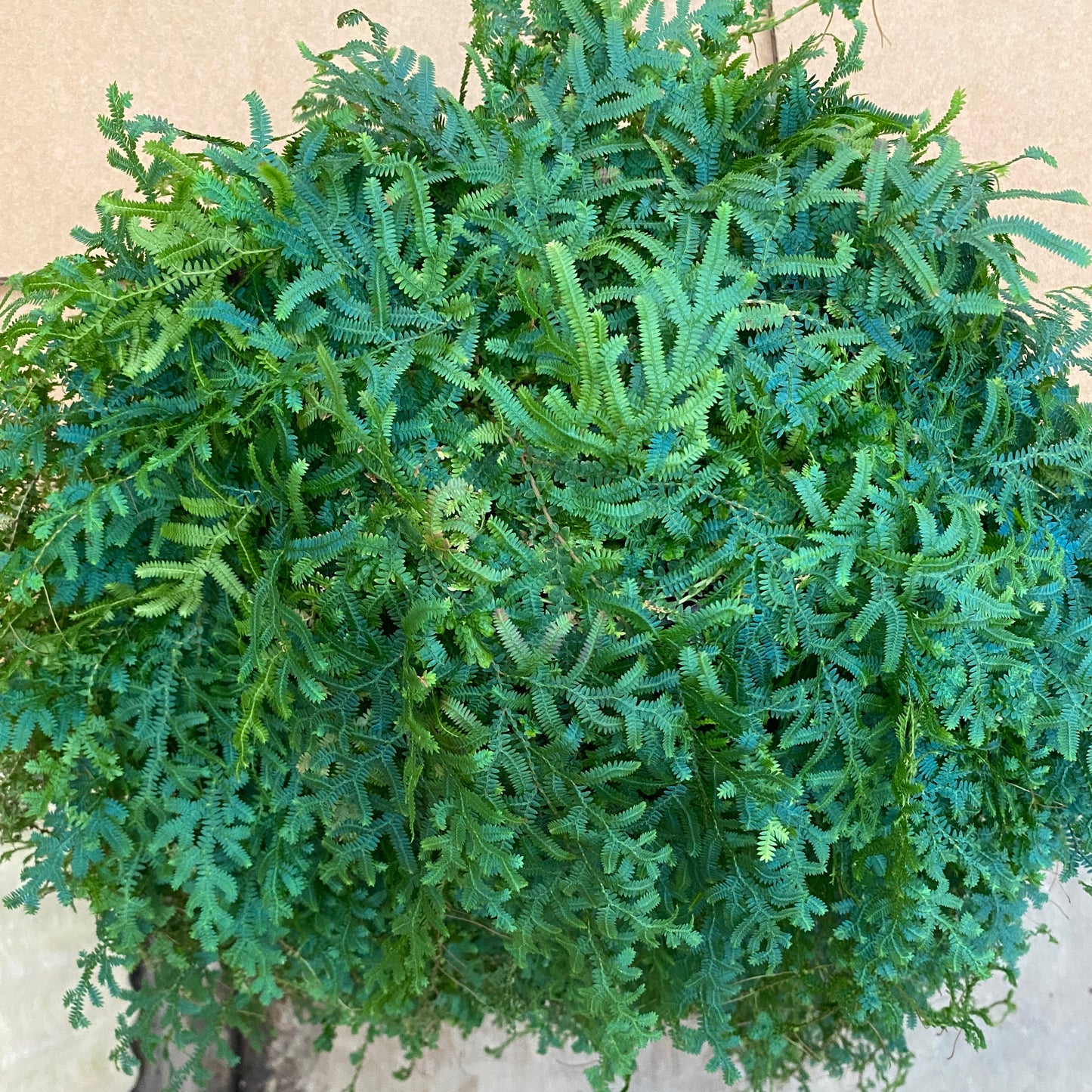 6" rainbow fern