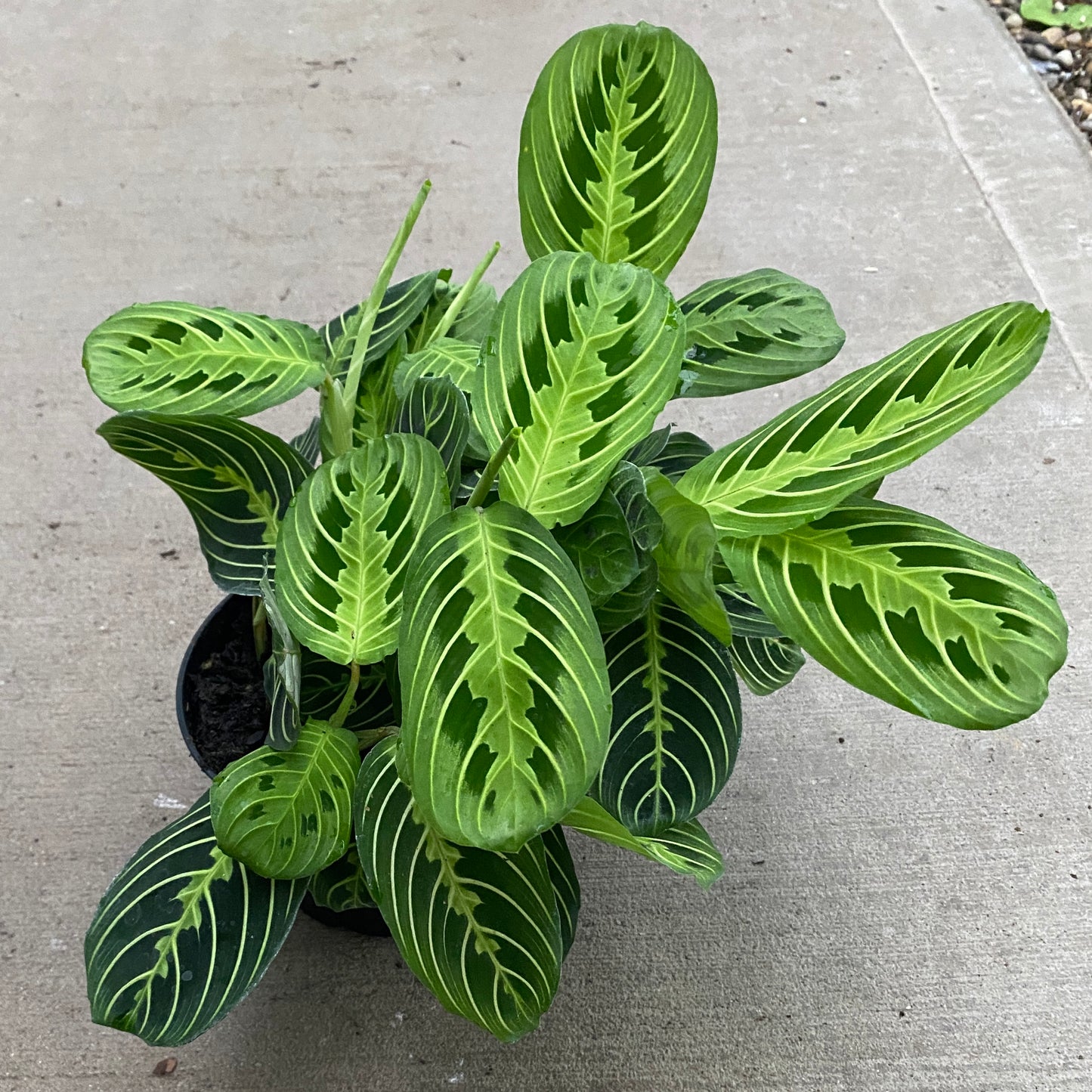 6" green maranta