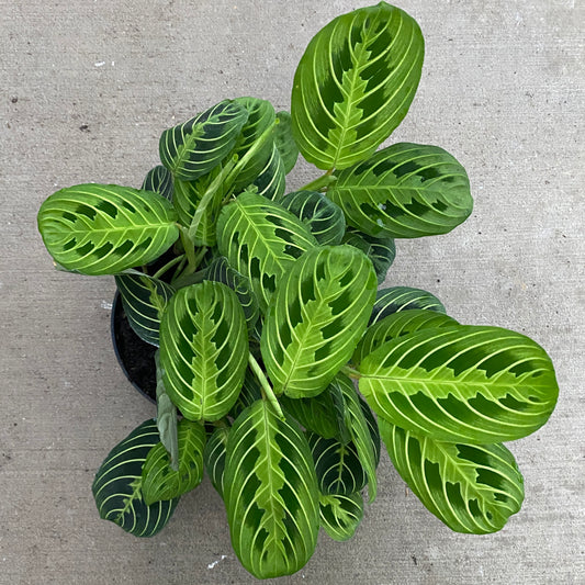 6" green maranta