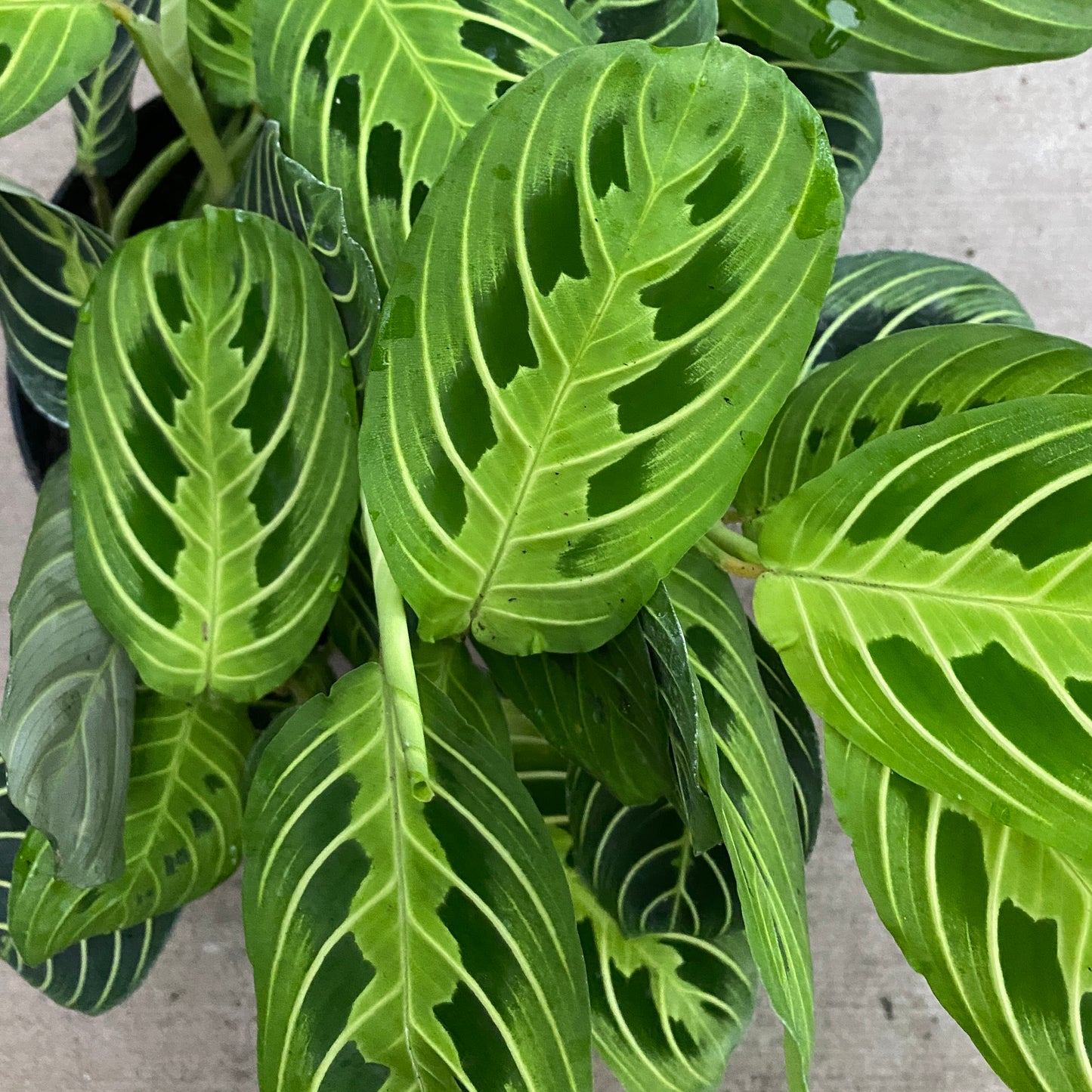 6" green maranta
