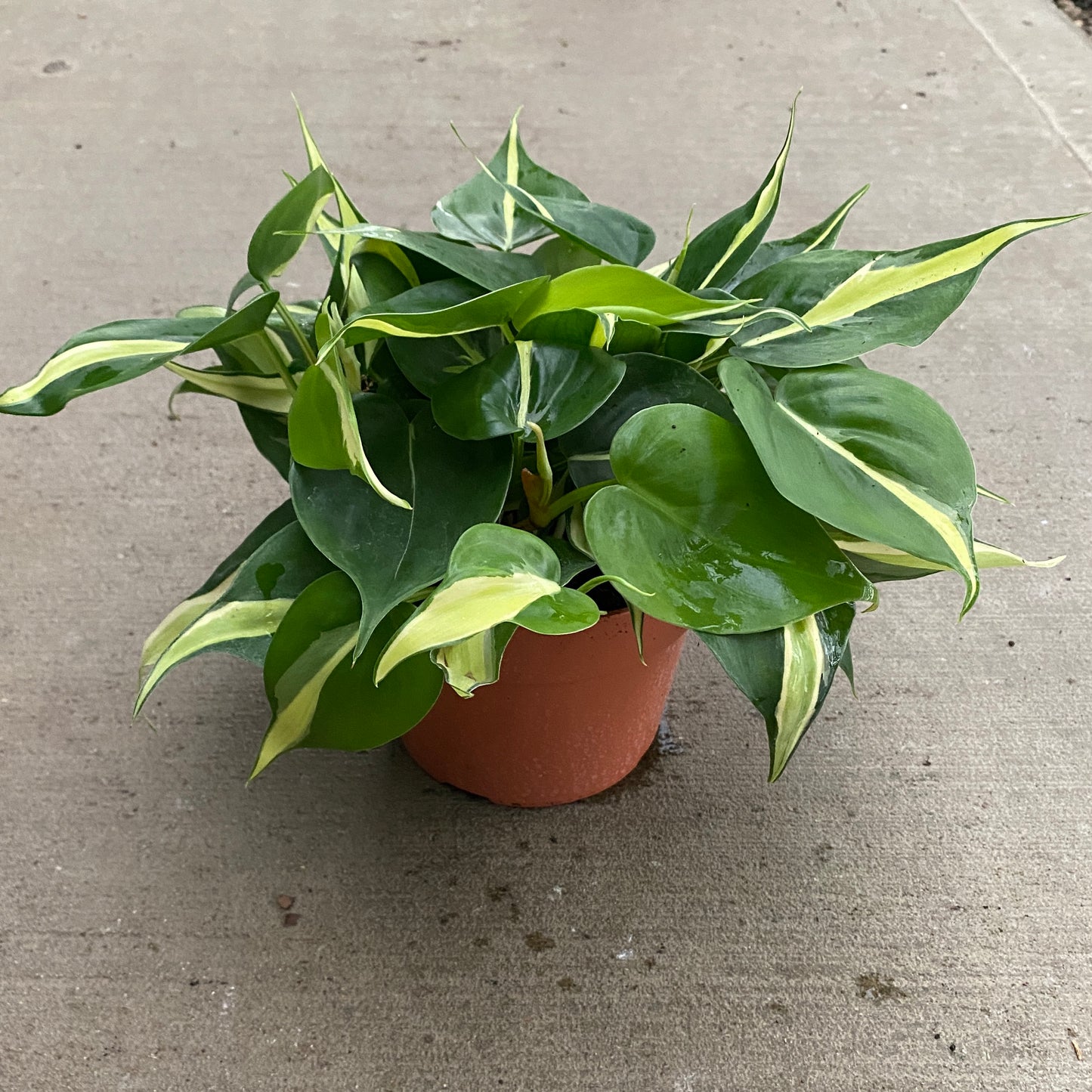 6" philo silver stripe