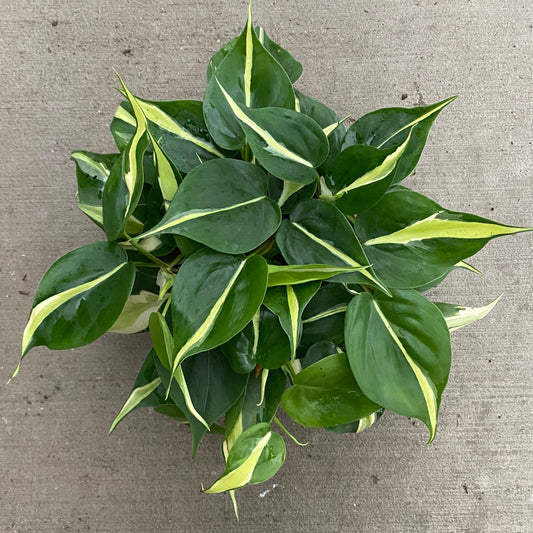 6" philo silver stripe