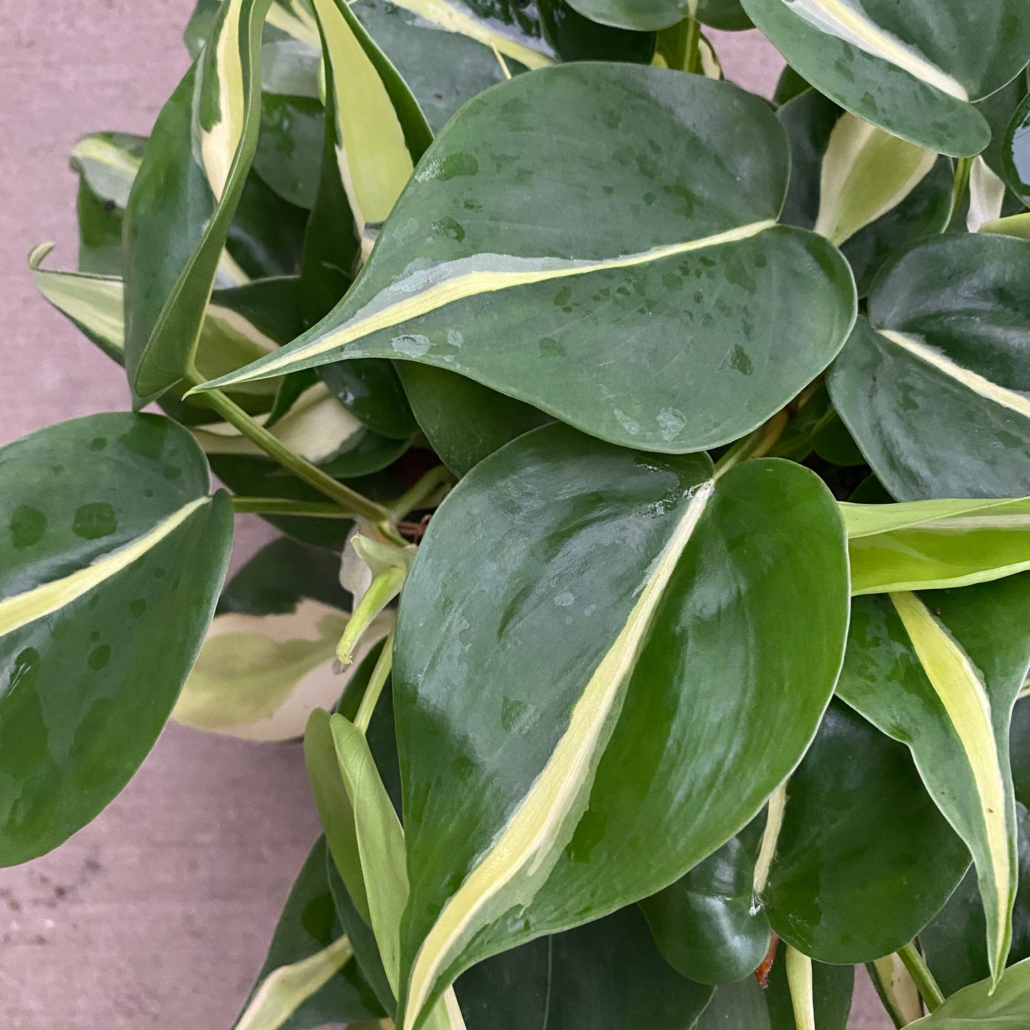 6" philo silver stripe