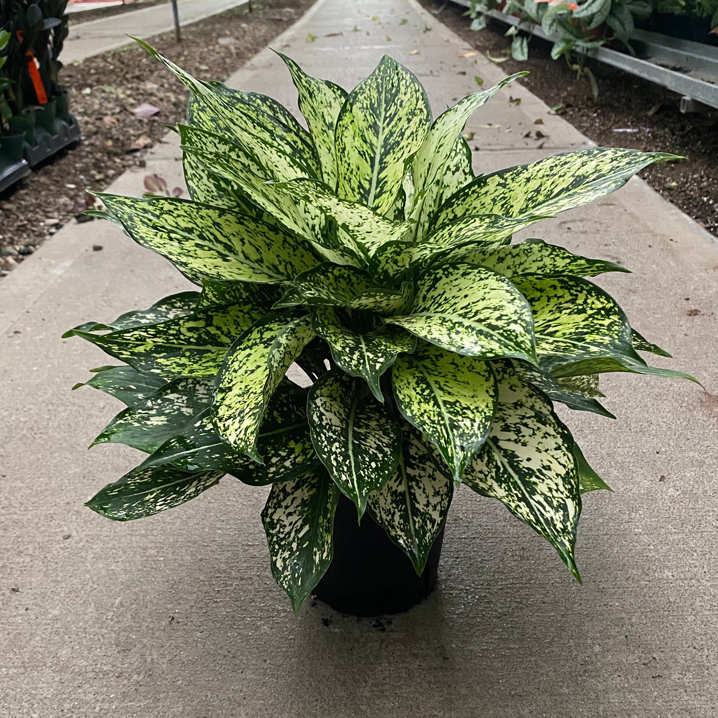 6" ag wintry winehouse