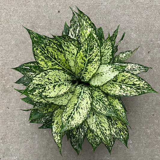 6" ag wintry winehouse