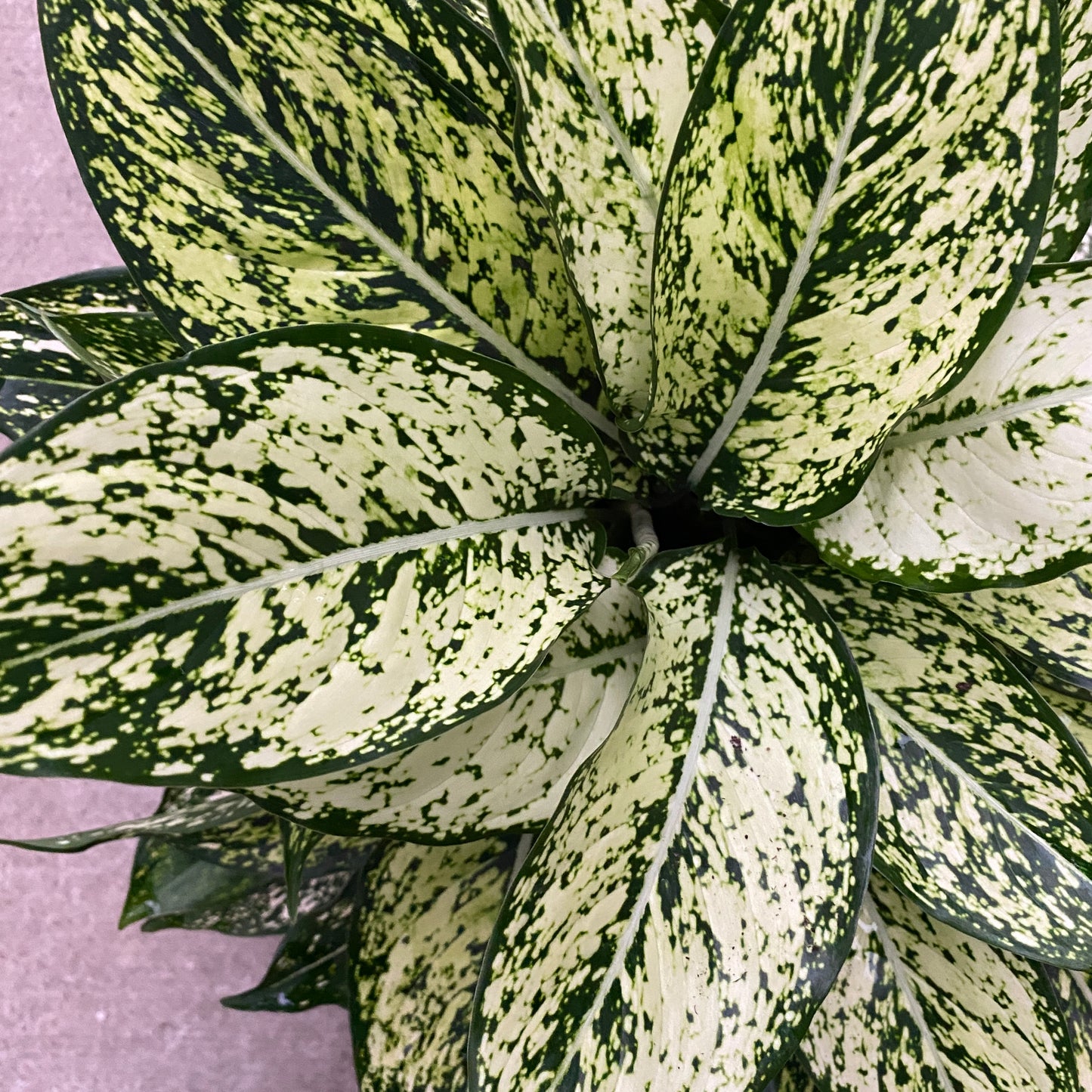 6" ag wintry winehouse