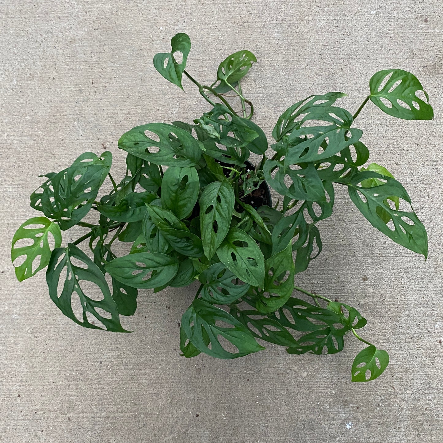 6" philo swiss cheese