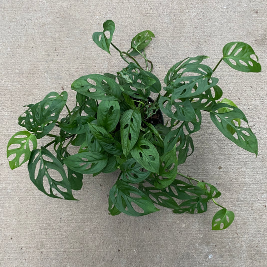 6" philo swiss cheese