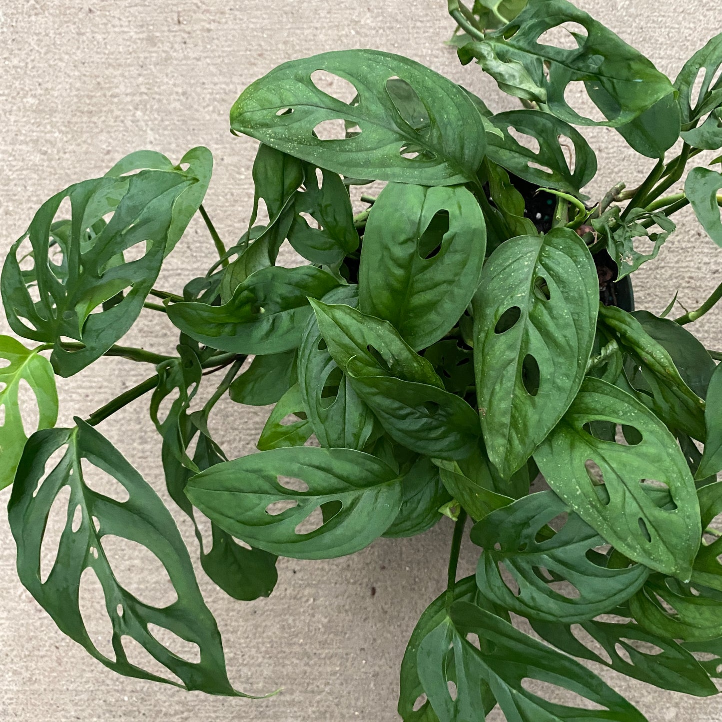 6" philo swiss cheese