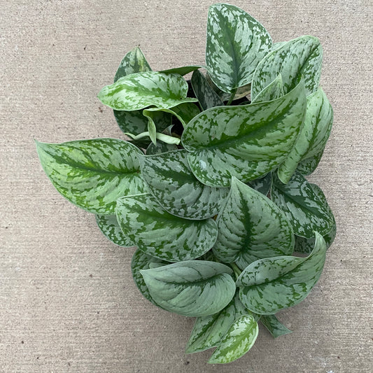 6" scindapsus silver satin