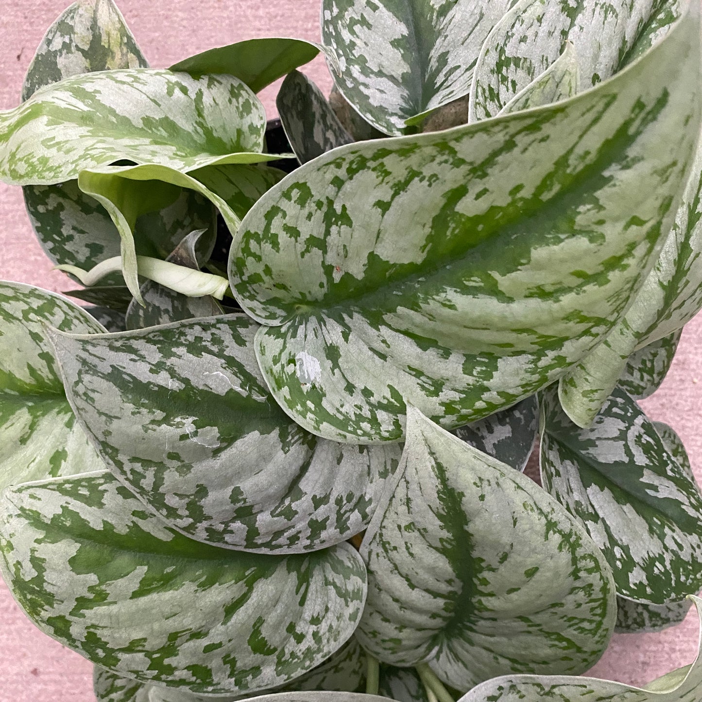 6" scindapsus silver satin