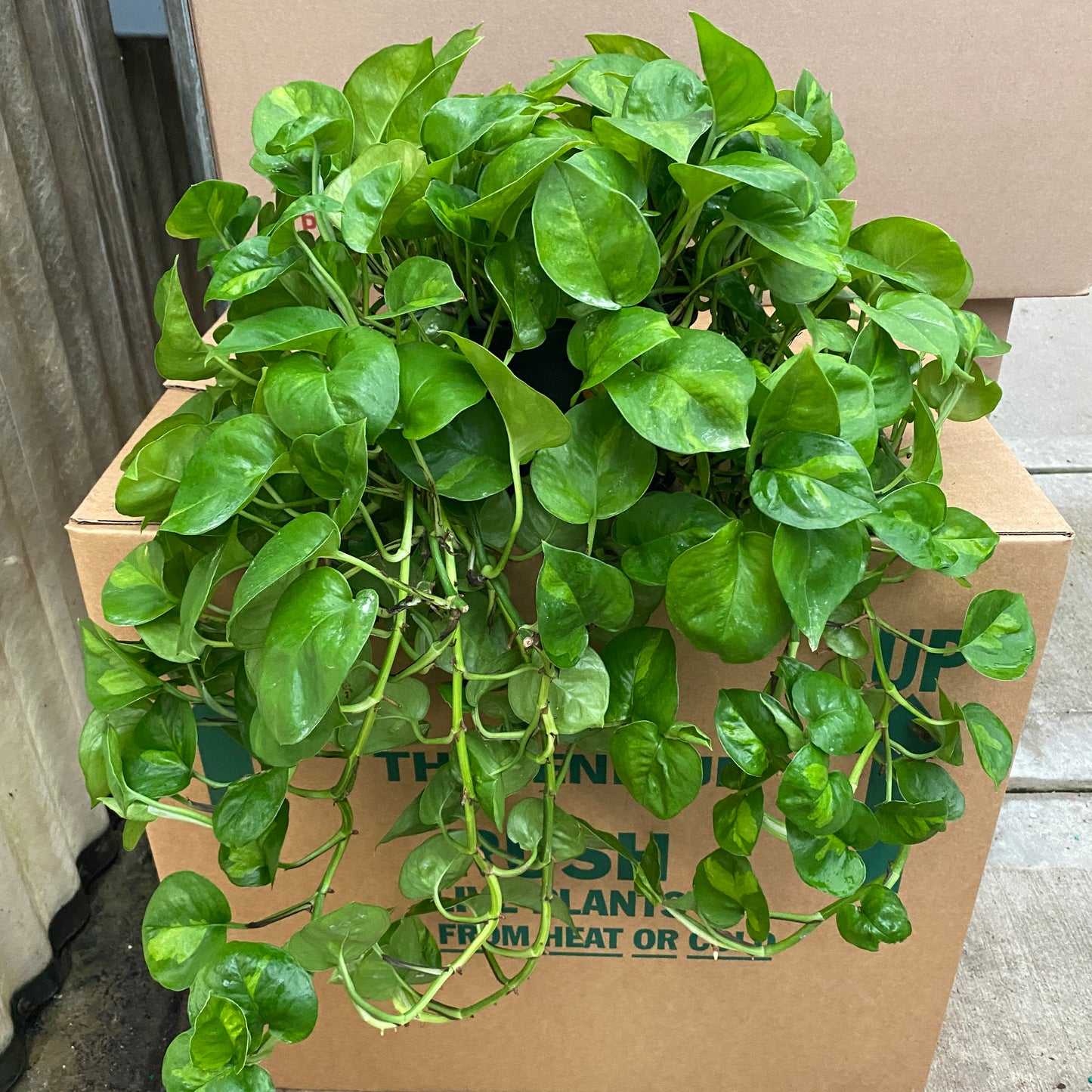 6" pothos global green