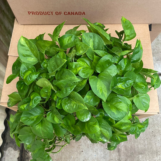 6" pothos global green