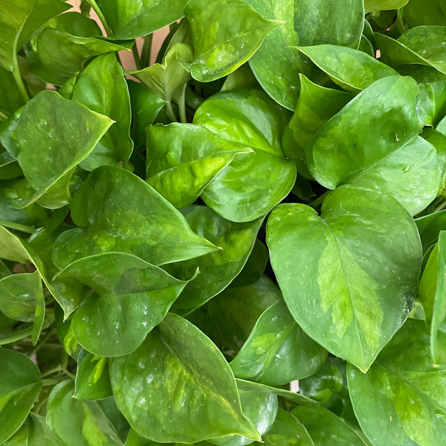6" pothos global green