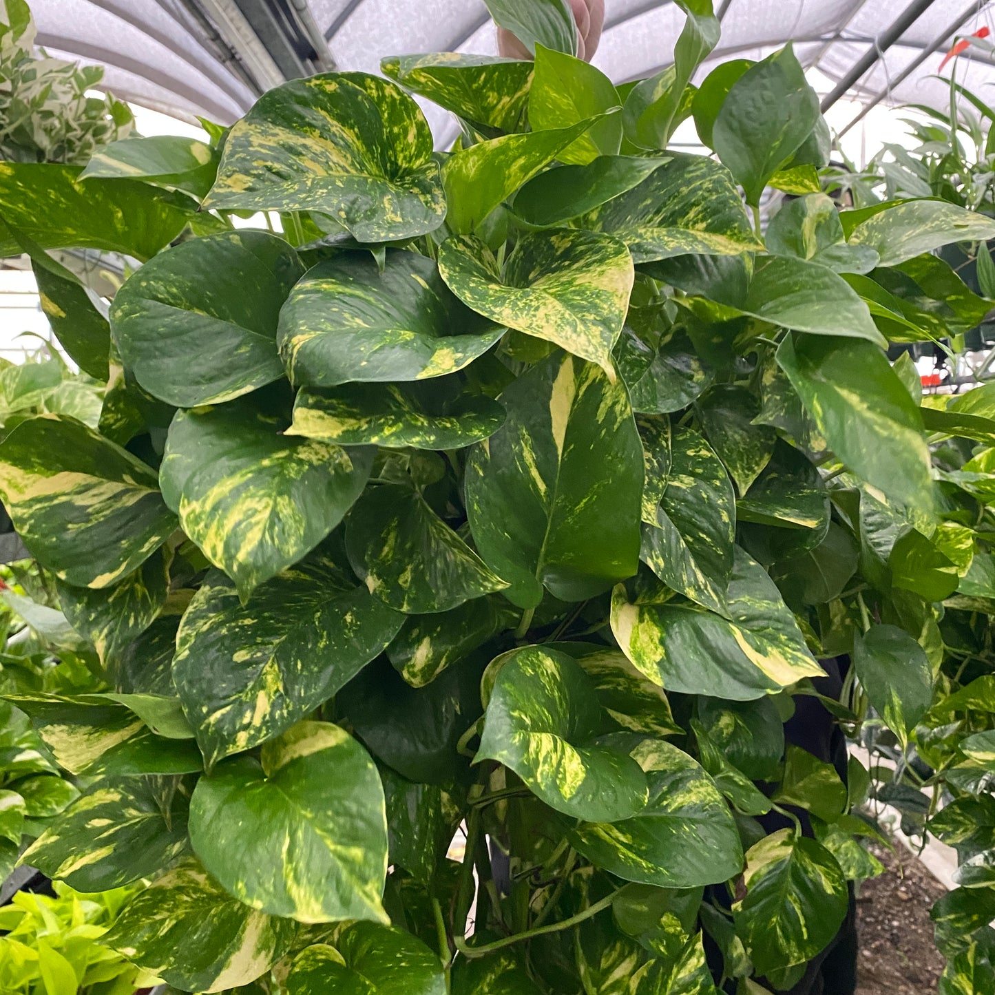 10' pothos gold