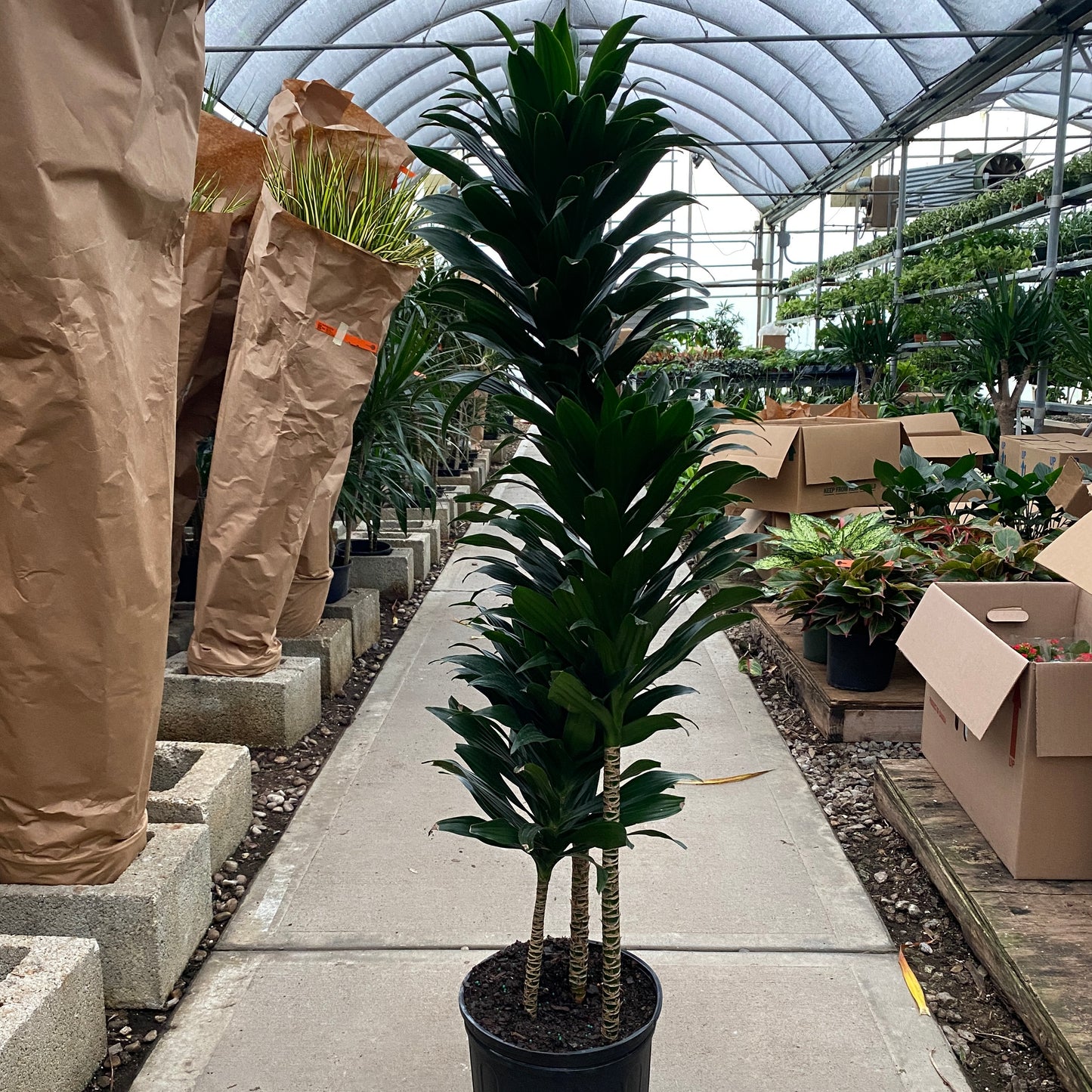 10" drac janet craig compacta cane