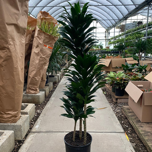 10" drac janet craig compacta cane