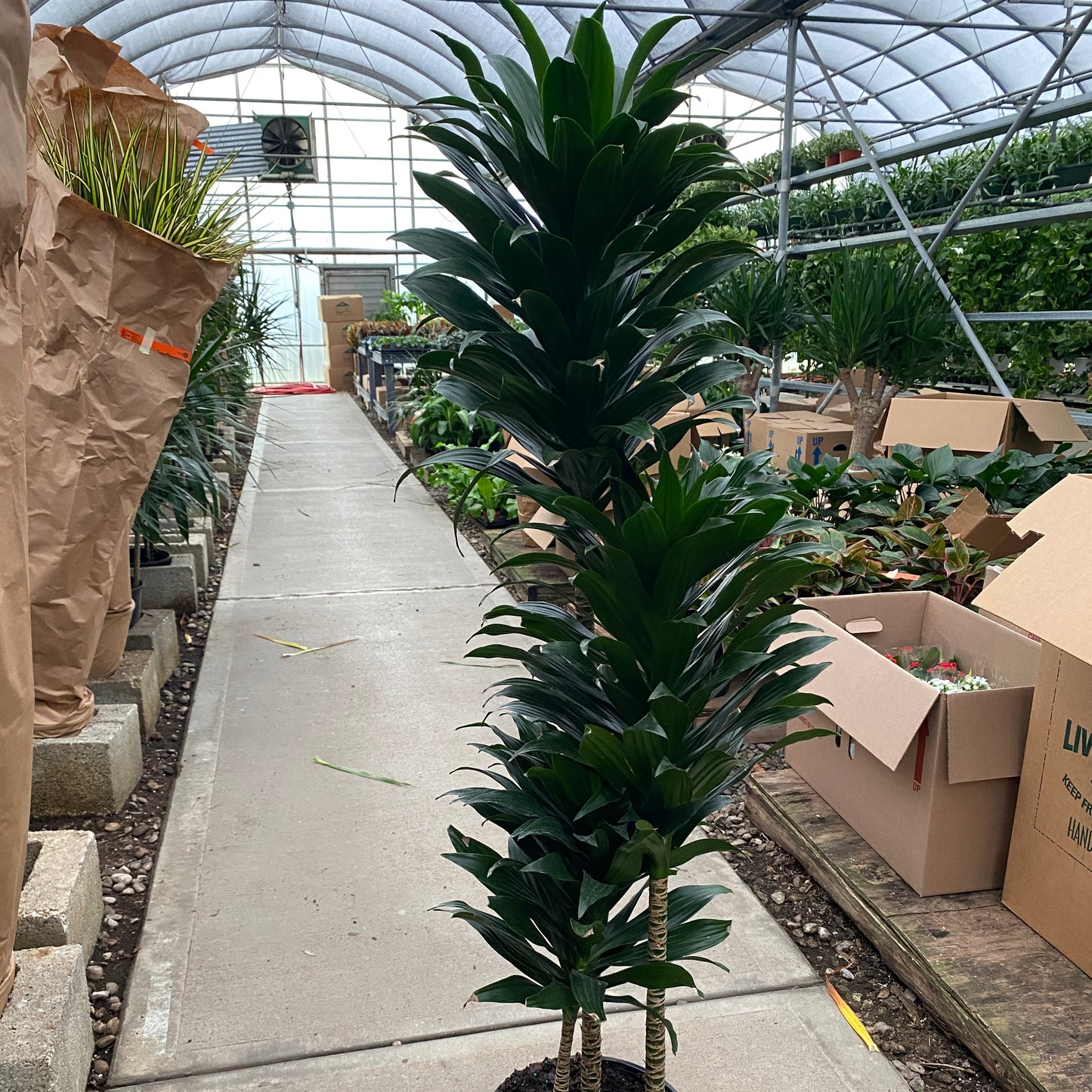 10" drac janet craig compacta cane