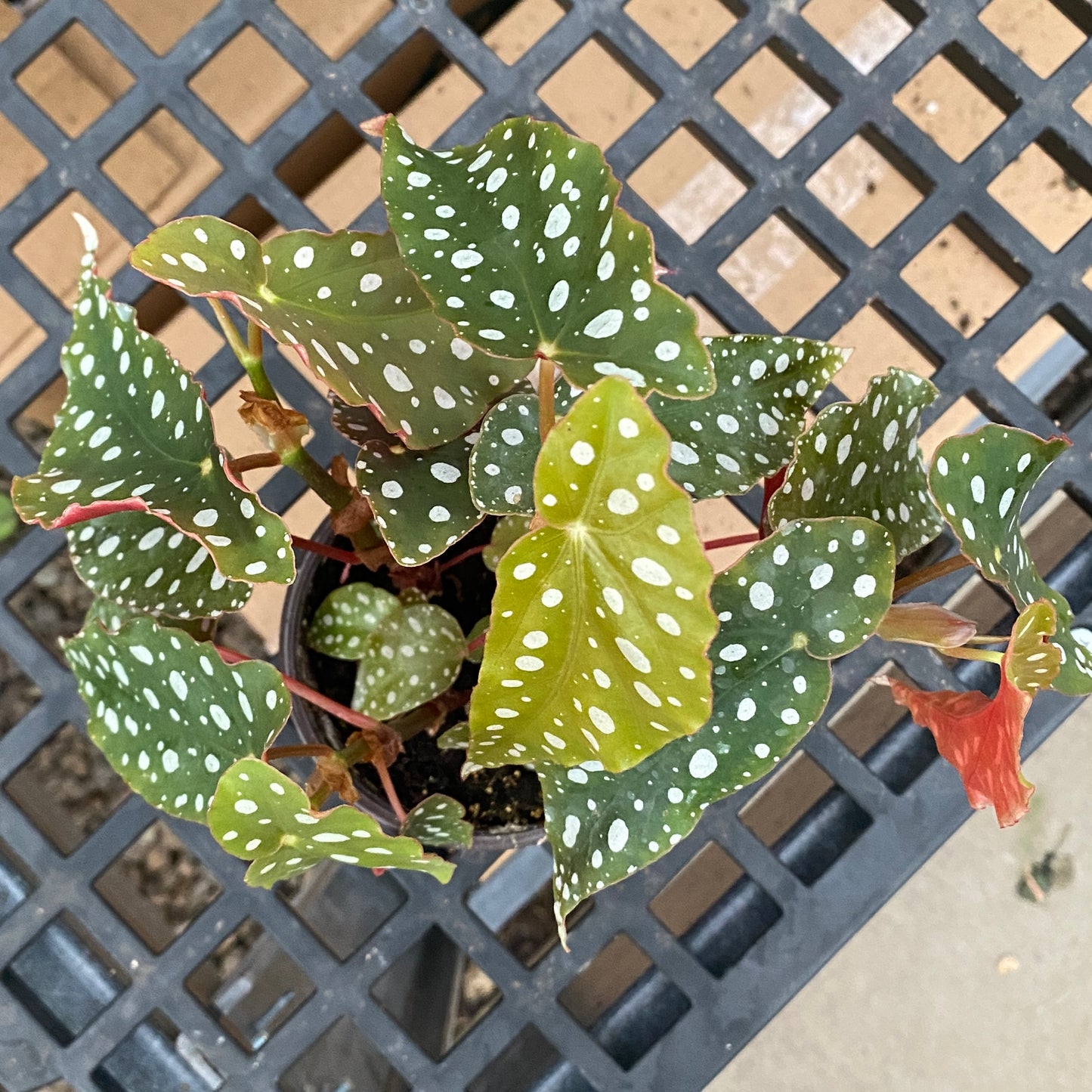 4" begonia maculata