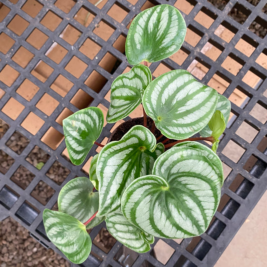 4" peperomia watermelon