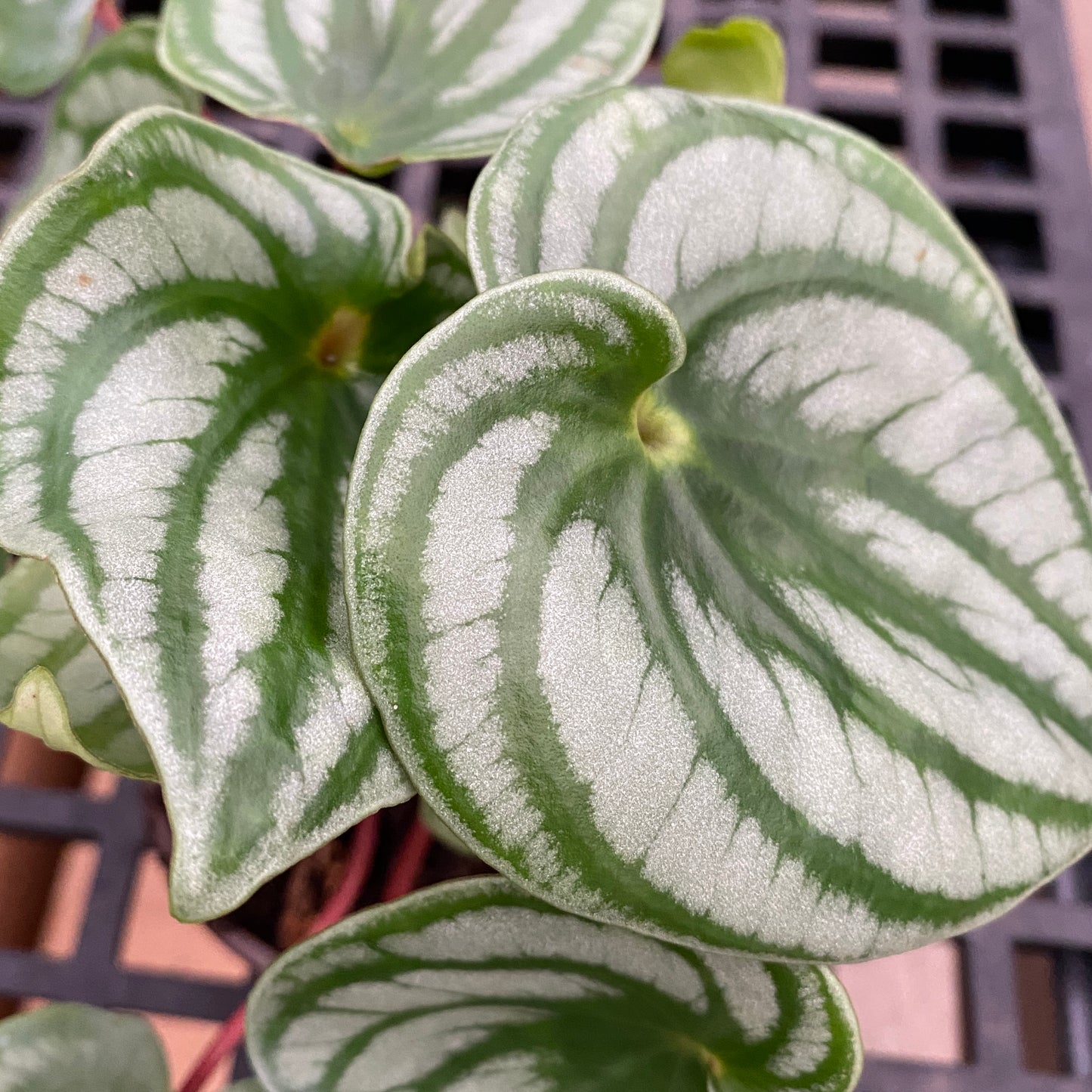 4" peperomia watermelon