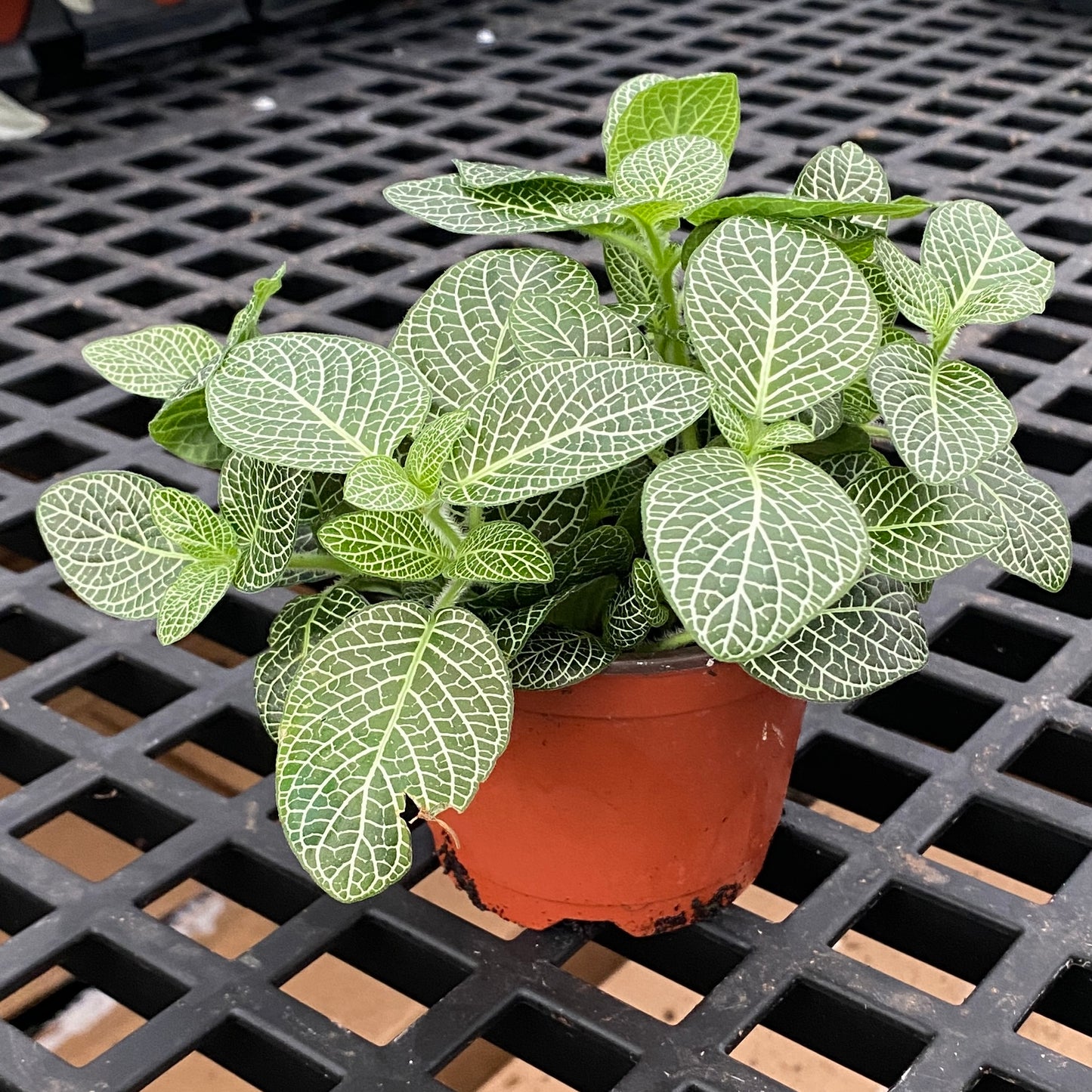 4" fittonia silver small leaf