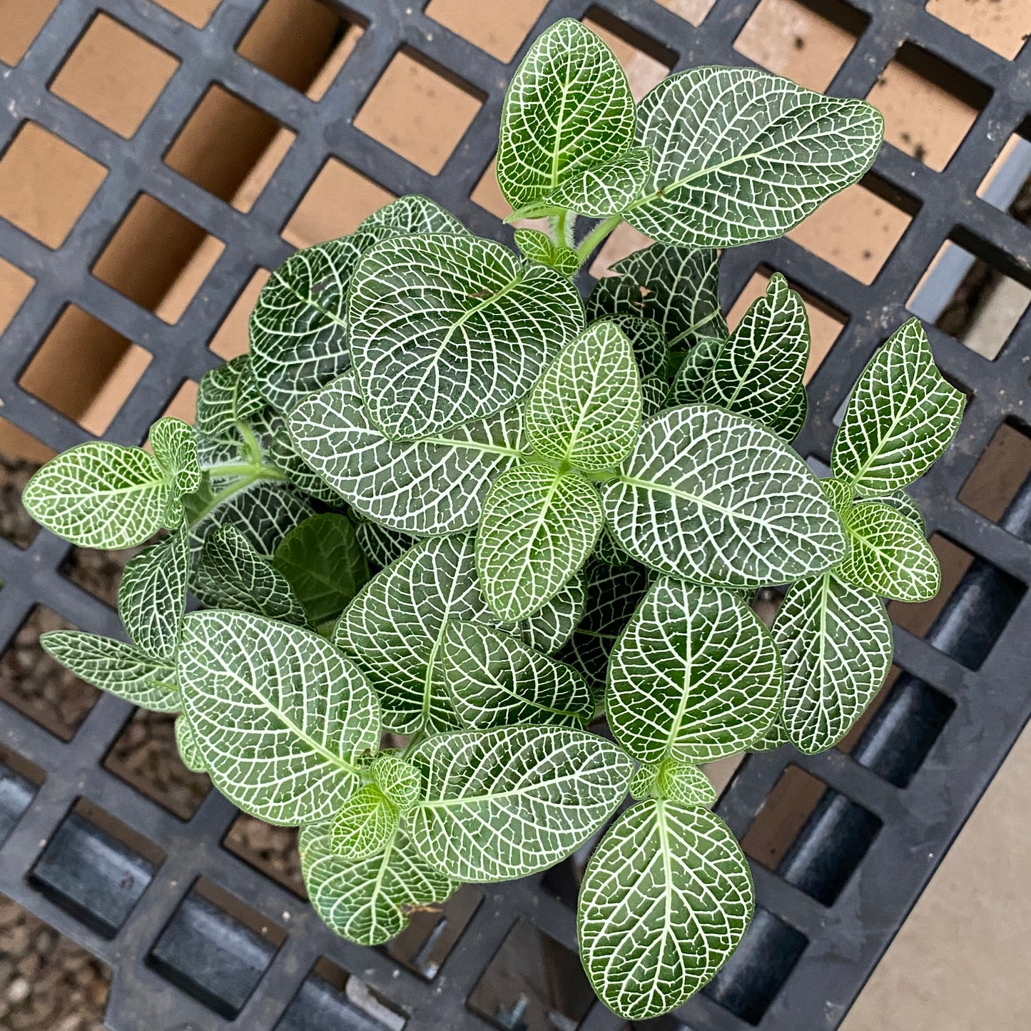 4" fittonia silver small leaf