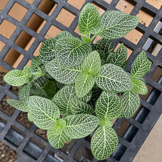 4" fittonia silver small leaf