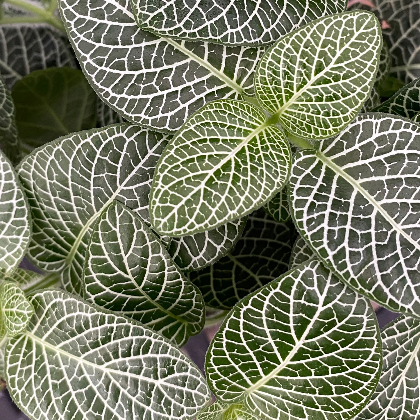 4" fittonia silver small leaf