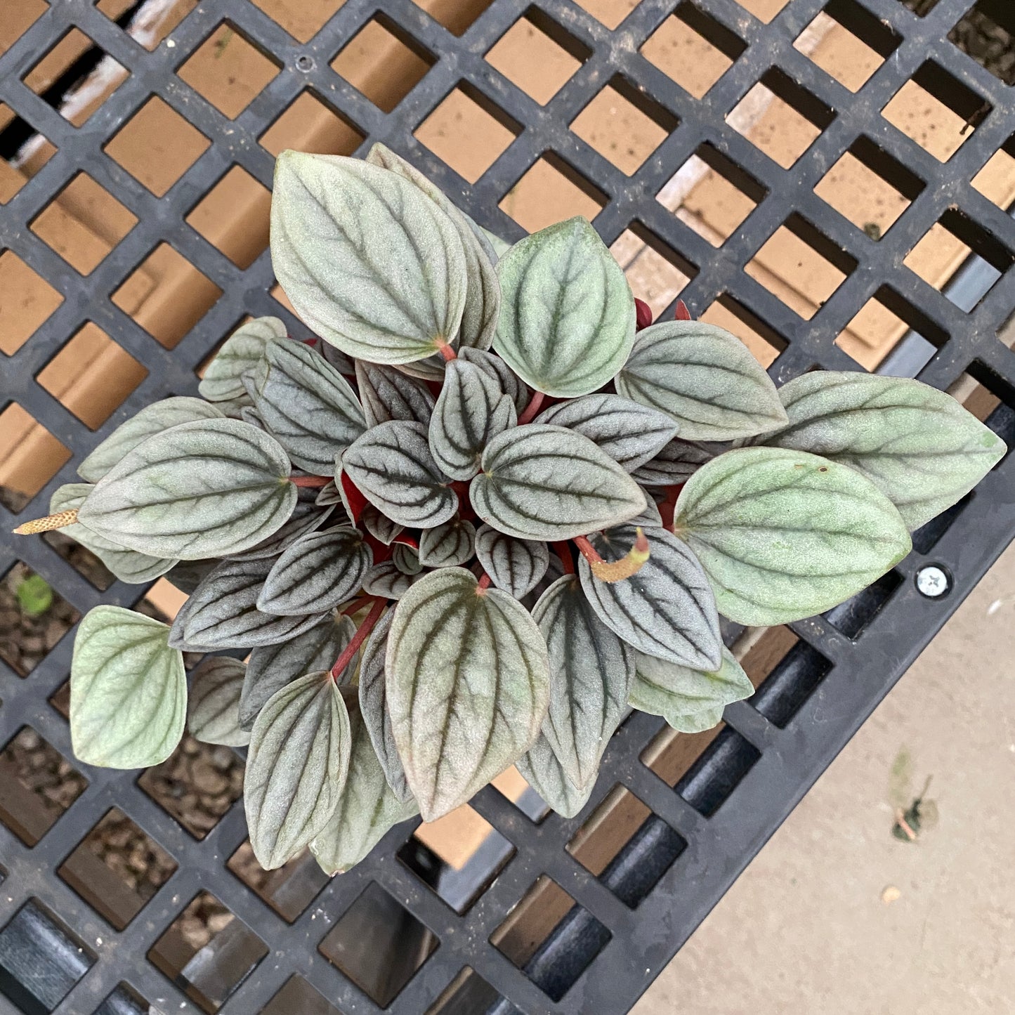 4" peperomia santorini