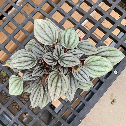 4" peperomia santorini