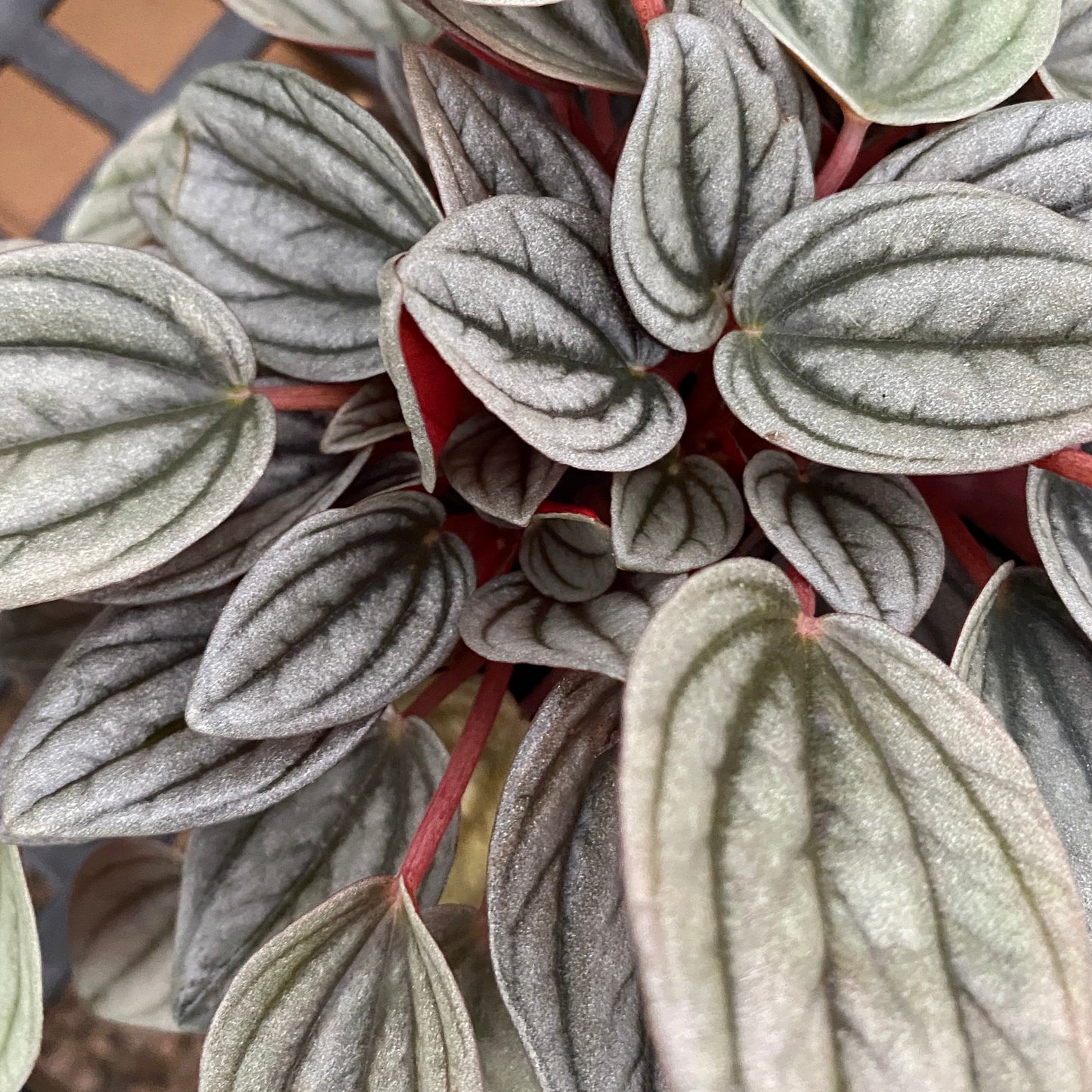 4" peperomia santorini