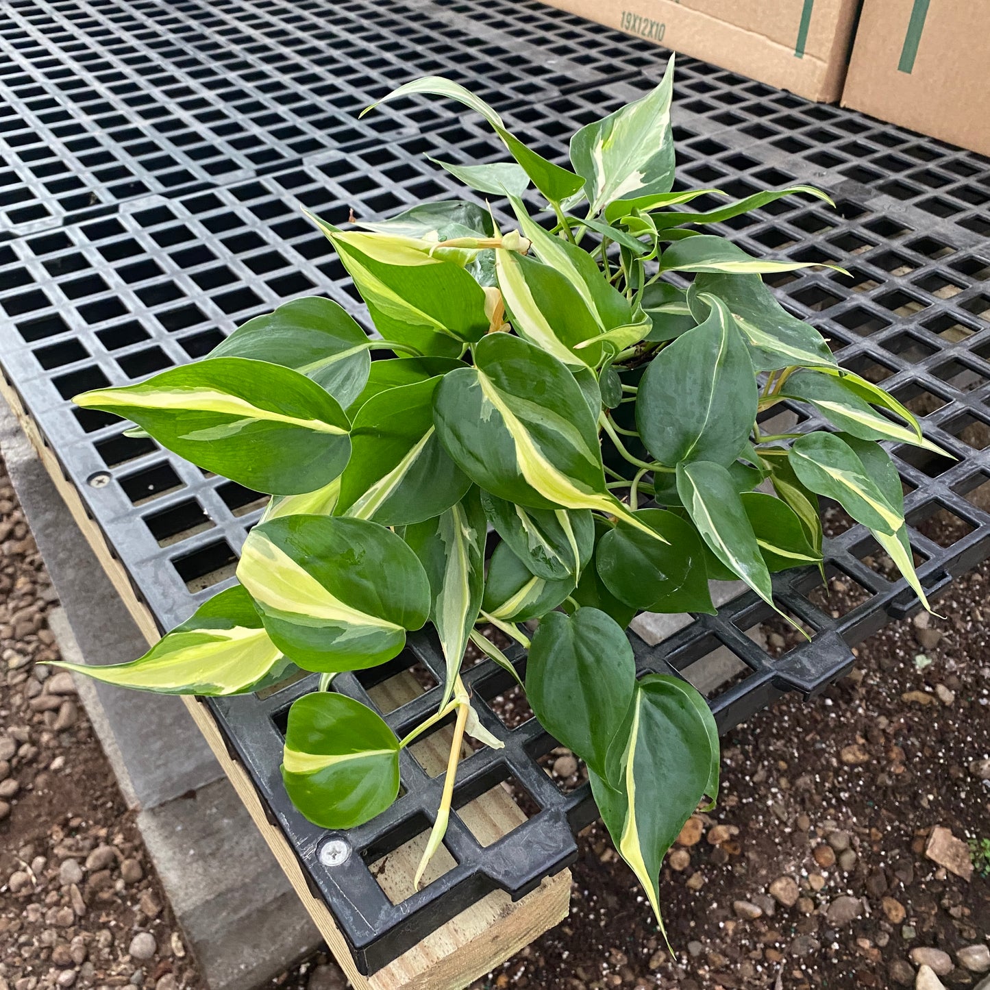 4" philo silver stripe