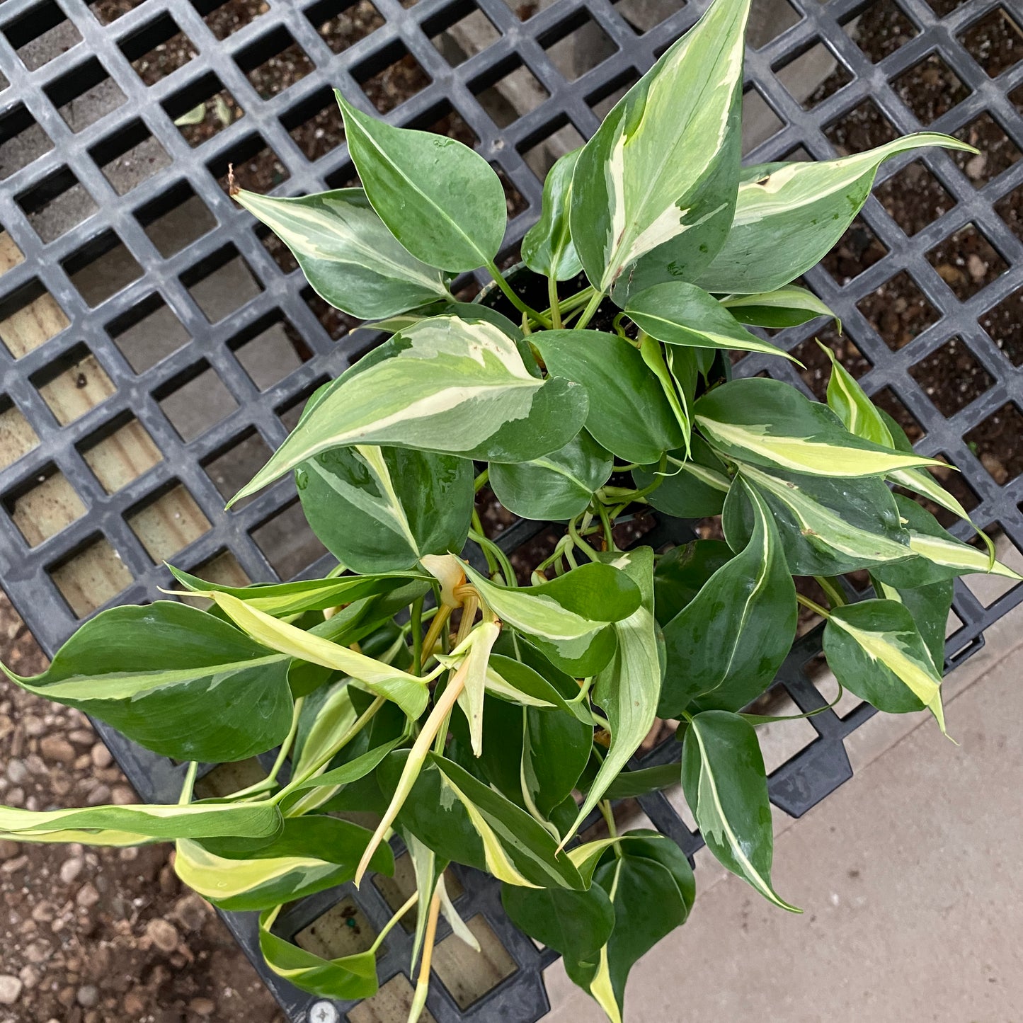 4" philo silver stripe