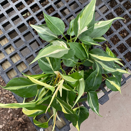 4" philo silver stripe