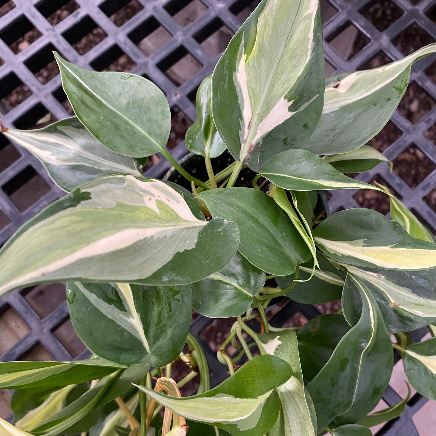 4" philo silver stripe