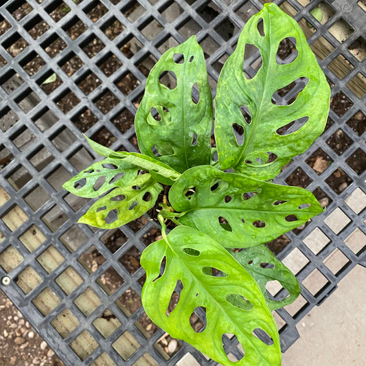 4" philo swiss cheese