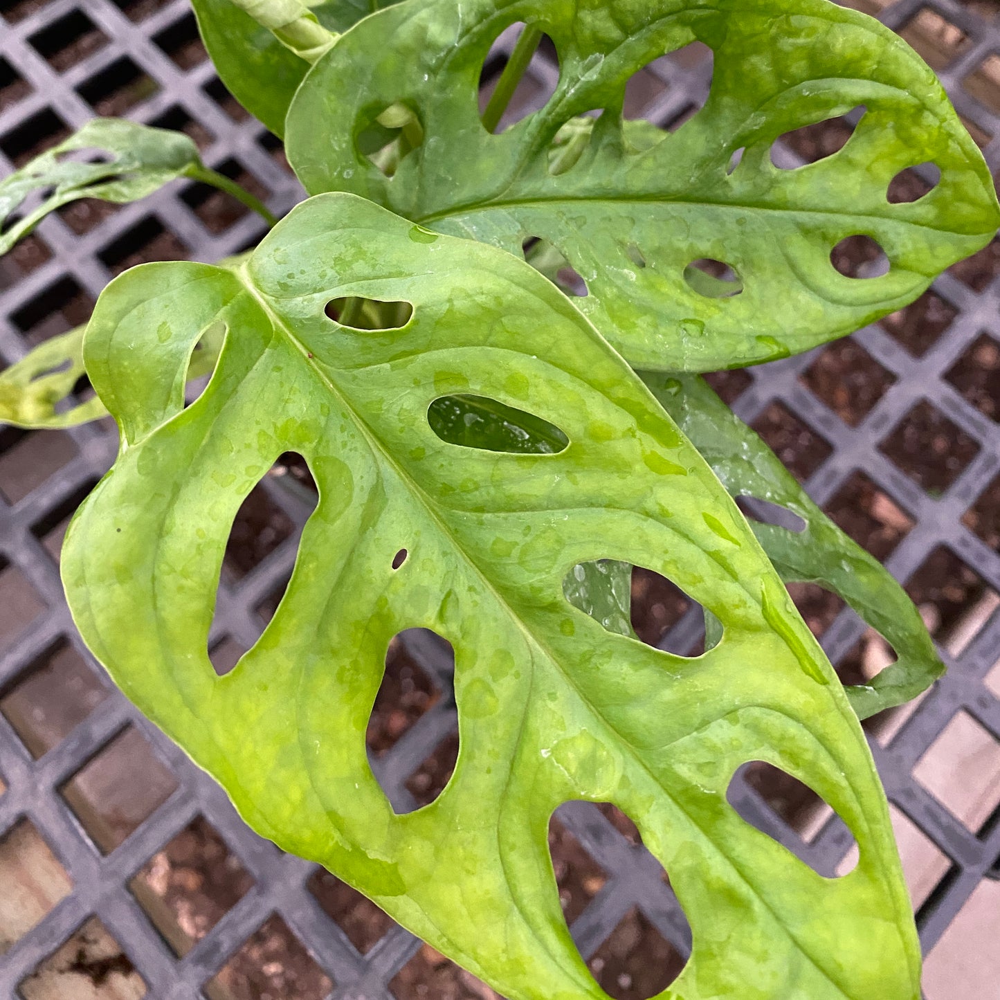 4" philo swiss cheese