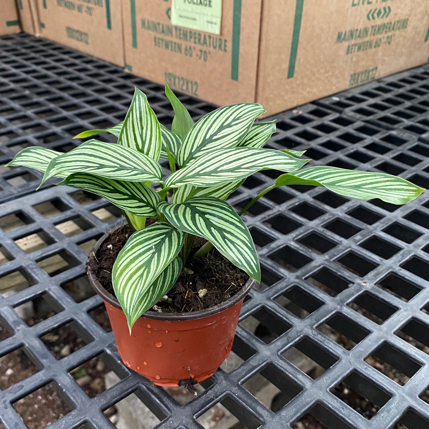 4" calathea vittata