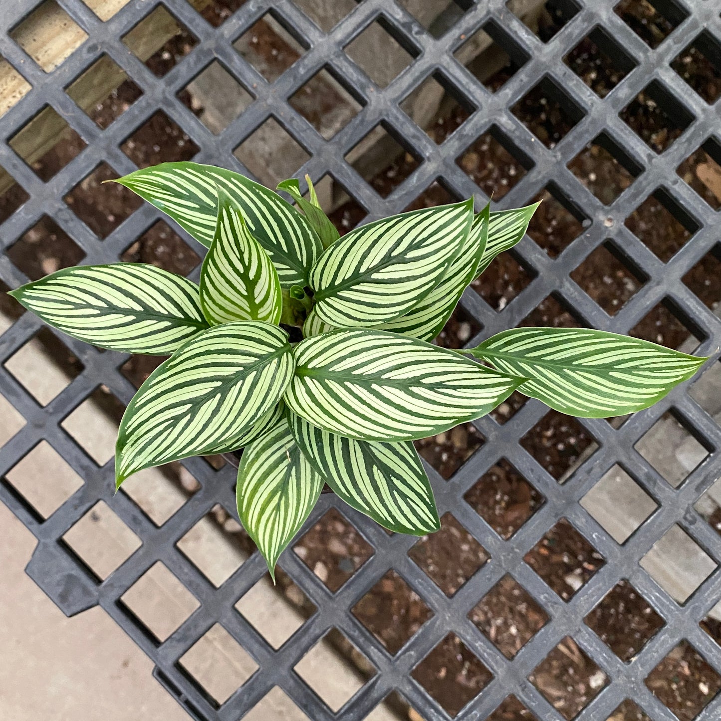 4" calathea vittata