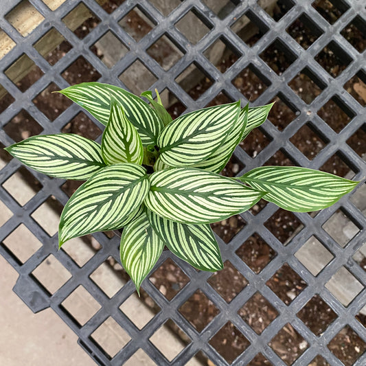 4" calathea vittata