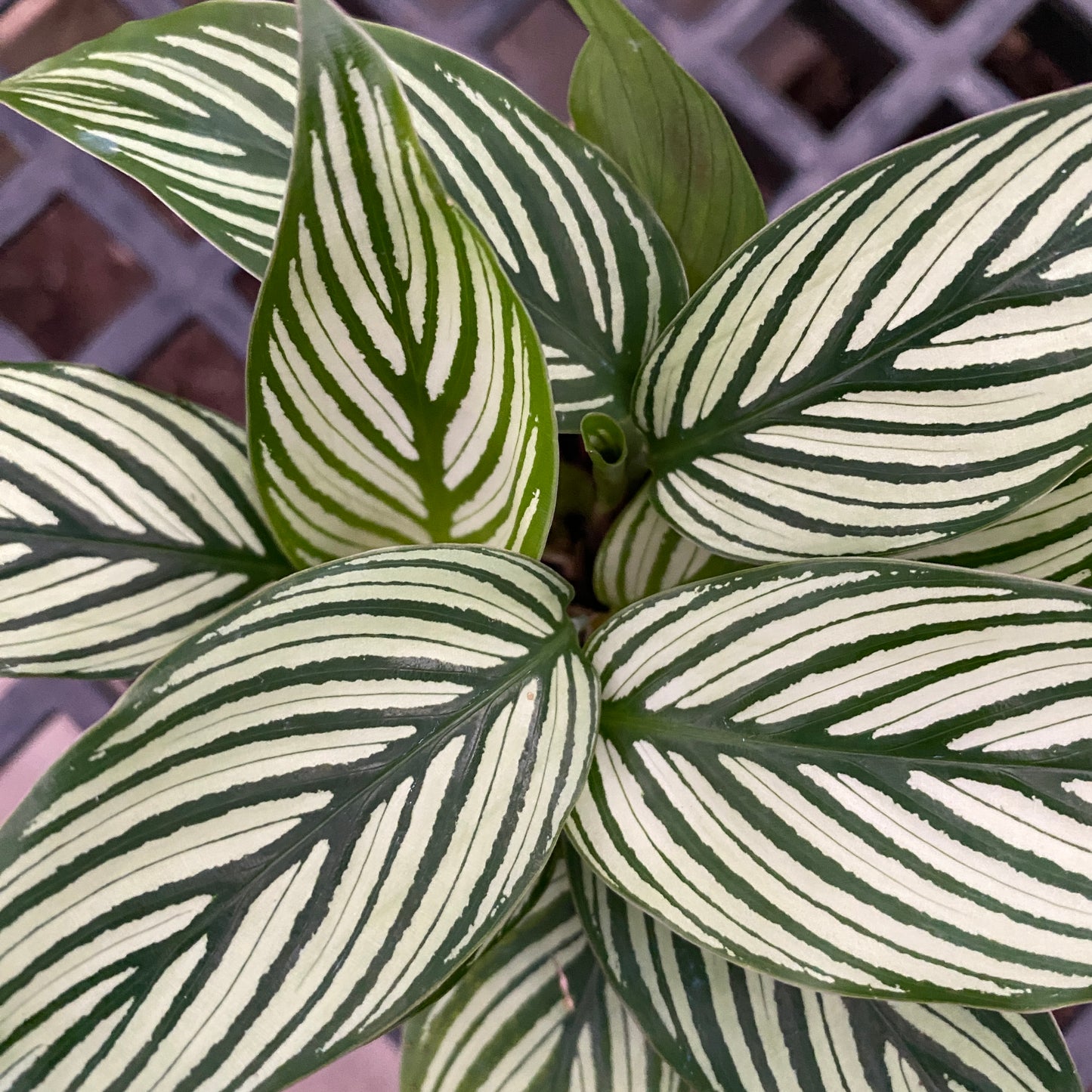 4" calathea vittata