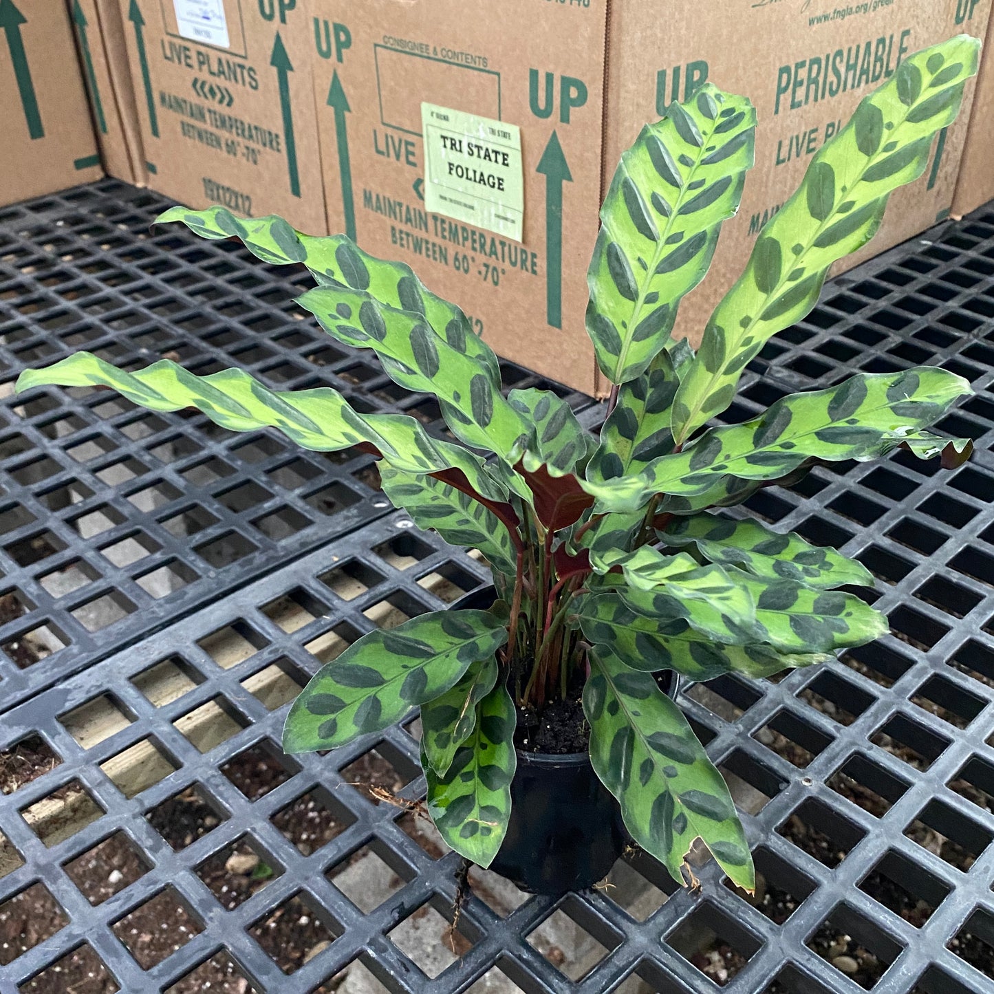 4" calathea lancifolia